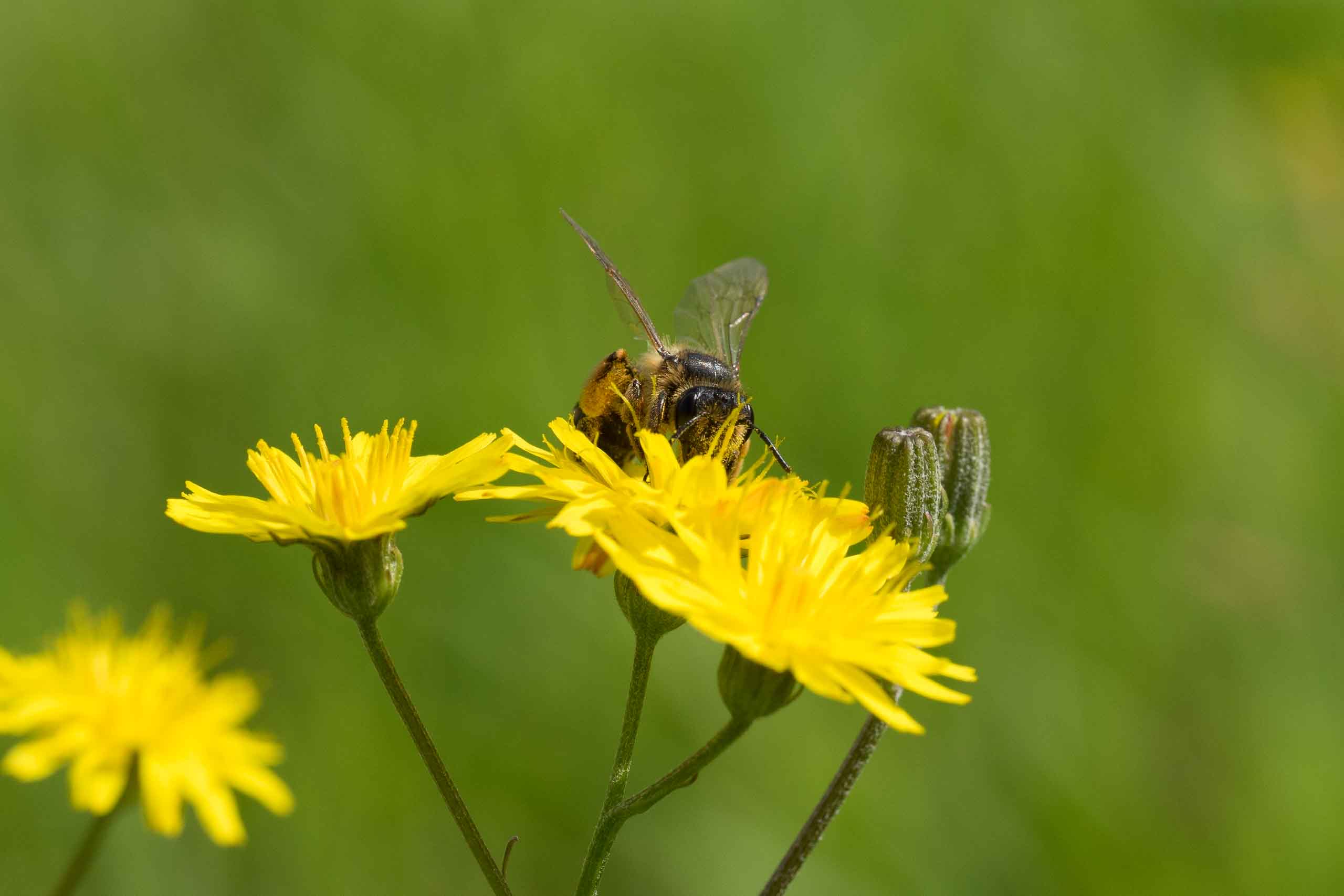 Andrena sp. © Felix Fornoff