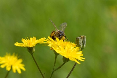 Andrena sp. © Felix Fornoff