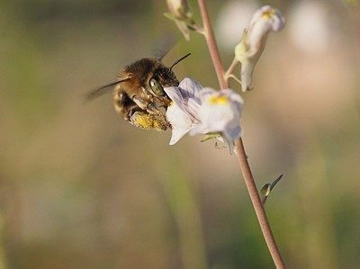 Anthophora sp. © Felix Fornoff