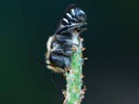 Megachile rixator © Felix Fornoff