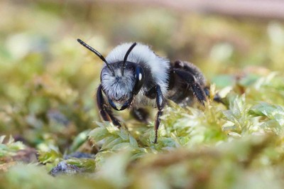 Graue Sandbiene (Andrena cineraria)  © Felix Fornoff