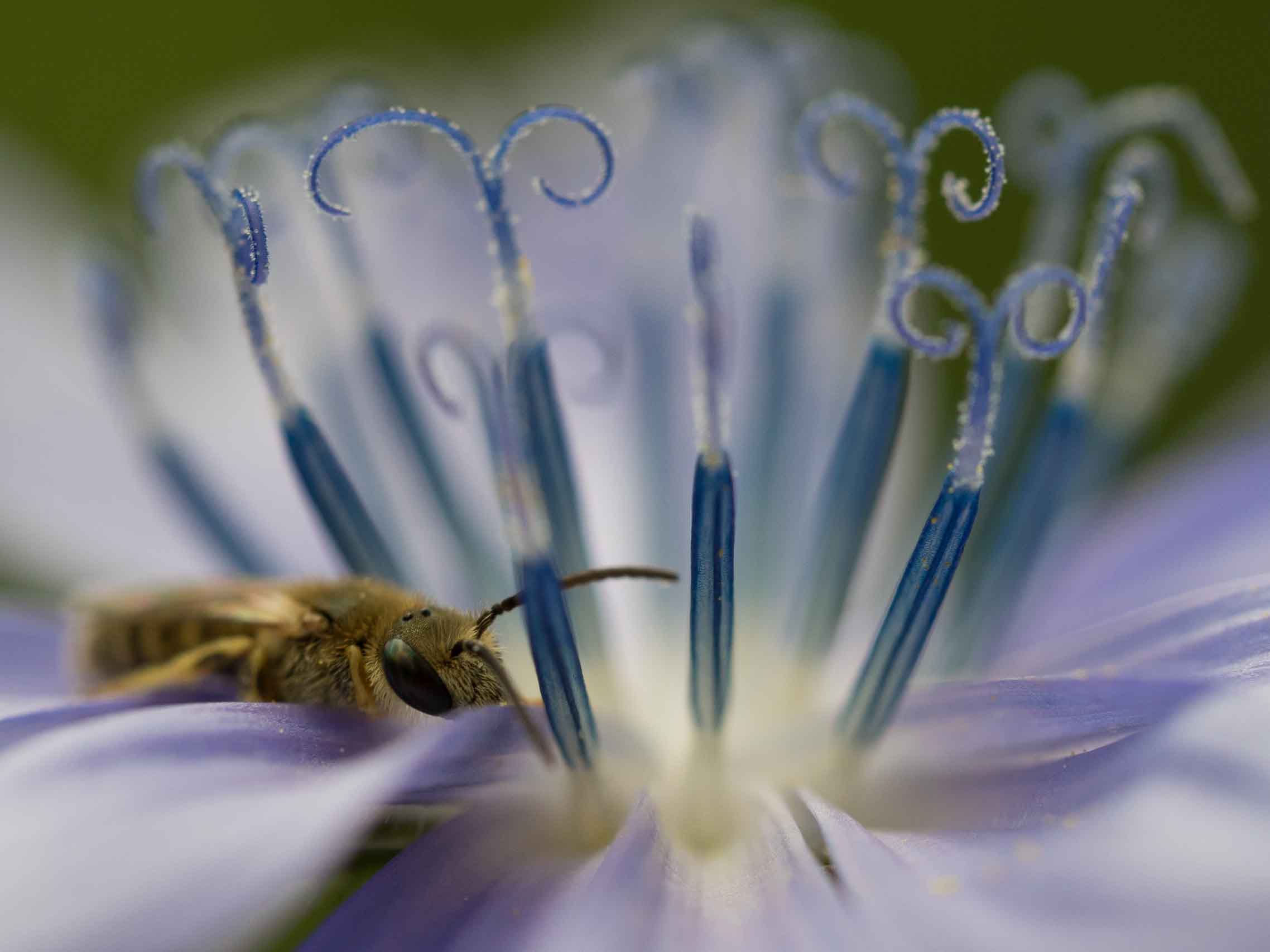 Halictus tumulorum  © Felix Fornoff