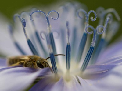 Halictus tumulorum  © Felix Fornoff