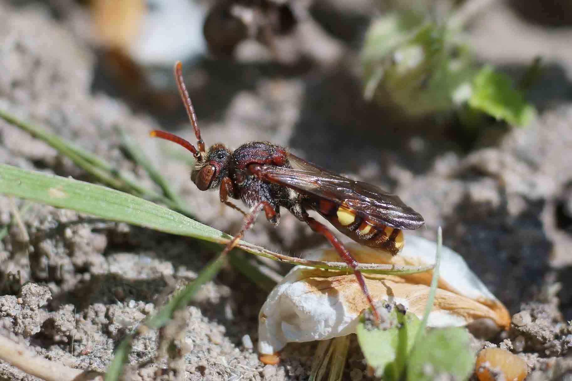 Wespenbiene © Felix Fornoff