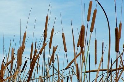 Typha