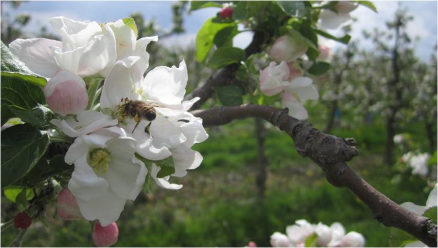 apple pollination.jpg