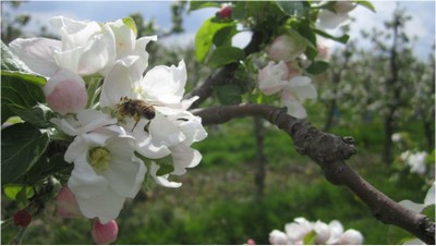 apple pollination.jpg