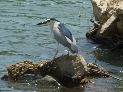 Black-Crowned Night-Heron.JPG