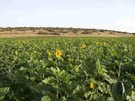 Jessica Proj Sonnenblumenfeld in Israel_J Scheckermann.jpg