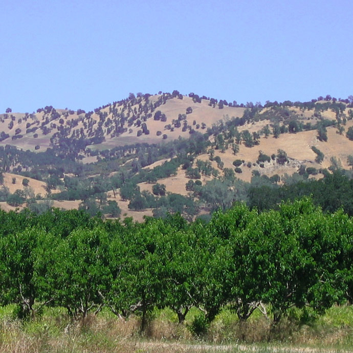 mandelplantage_im_capay_valley_kalifornien_a_klein.jpg