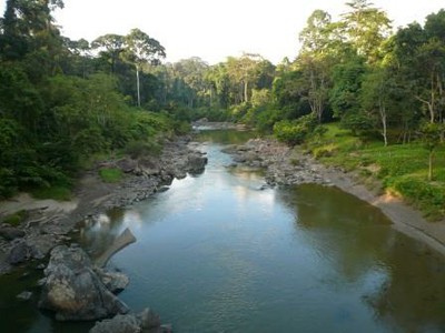 Sara Pers Borneo Danum Valley_S Leonhardt_D Burge.jpg