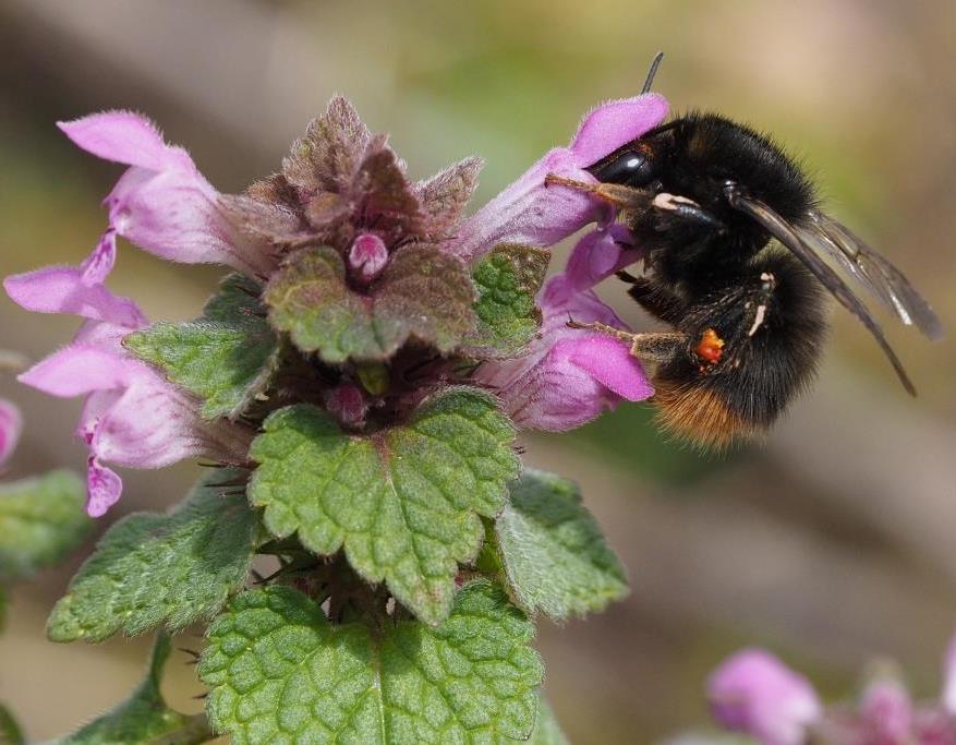 Bombus pratorum (Wiesenhummel)