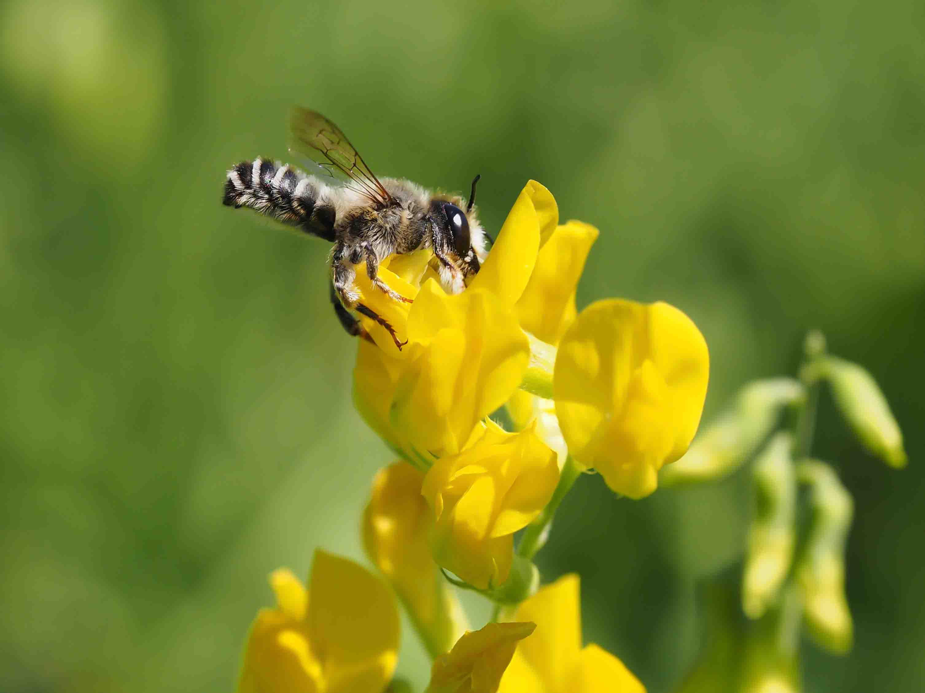 Megachile versicolor m © Felix Fornoff