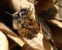 Osmia_Uni