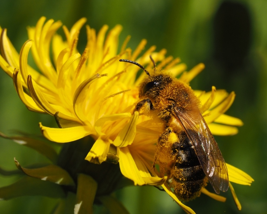 Andrena nitida-Felix FornofffuerArtikelBienenschadenBienen.jpg