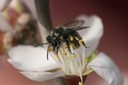 Andrena_cerasifolii_almond_2014