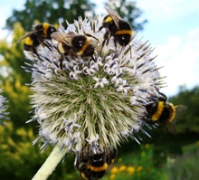 Bombus_quadrat