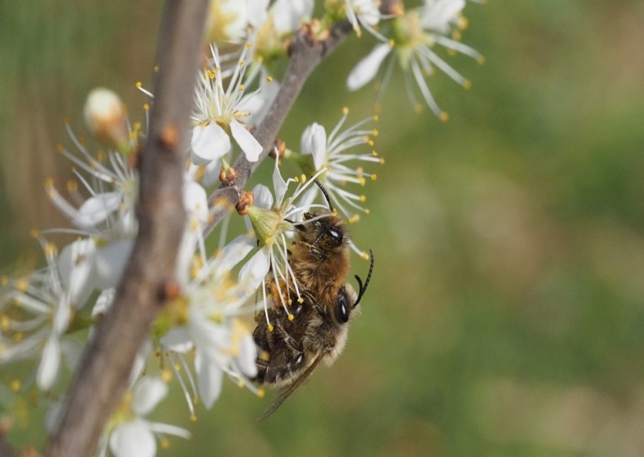 Colletes 3