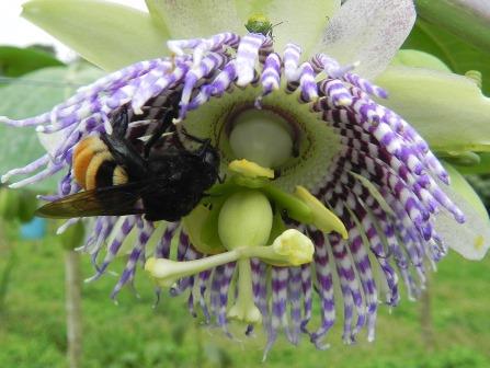 Eulaema_cingulata_Cat_Gut