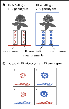 Phentotyp_grafik