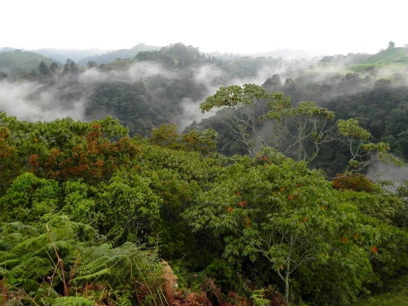Regenwald_Colombia