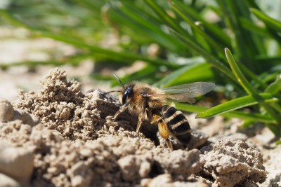 Andrena flavipes f20190323-P3230462.jpg