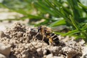 Andrena flavipes f20190323-P3230462.jpg