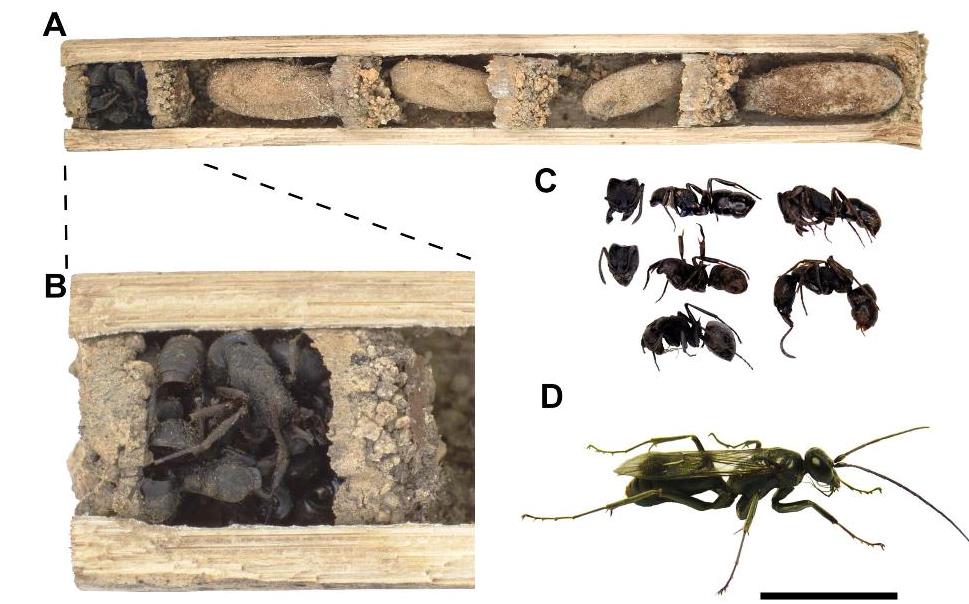 ant_protect_2014