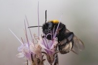 bumblebee phac.jpg