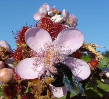 Eulaema nigrita is a native annato pollinator_Brasil.jpg