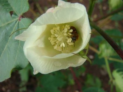 Melissoptila uncicornis pollinates cotton flowers_Brasil.jpg