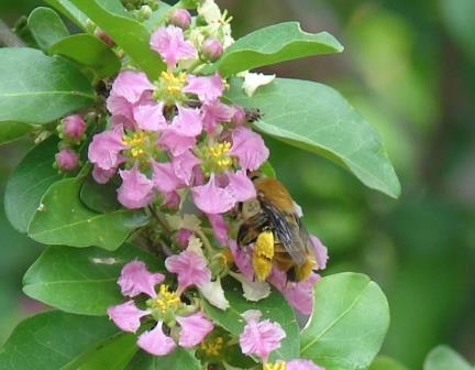 Oil-collenting Centris bees are effective pollinators of  acerola flowers_Brasil.jpg