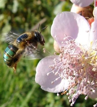 Oxaea sp hovering in front an annato flower.jpg