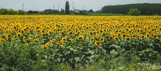 sunflowerfield.jpg