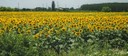 sunflowerfield.jpg