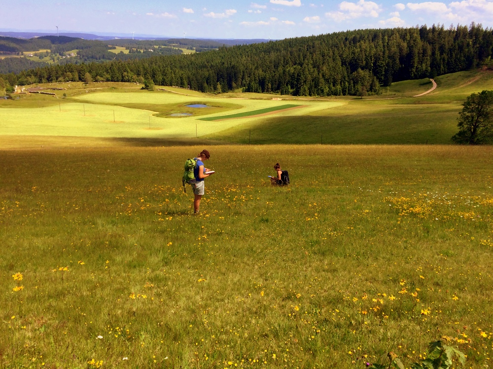 Exkursion_Praktische_Landschaftspflege_Rohrhardsberg_SS2017_Arnikawiese3.jpg