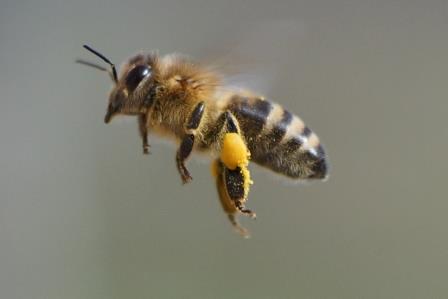 Pollenflugbiene