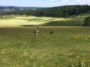 Exkursion_Praktische_Landschaftspflege_Rohrhardsberg_SS2017_Arnikawiese3.jpg