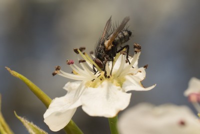 Hymenoptera Fornoff (1).jpg