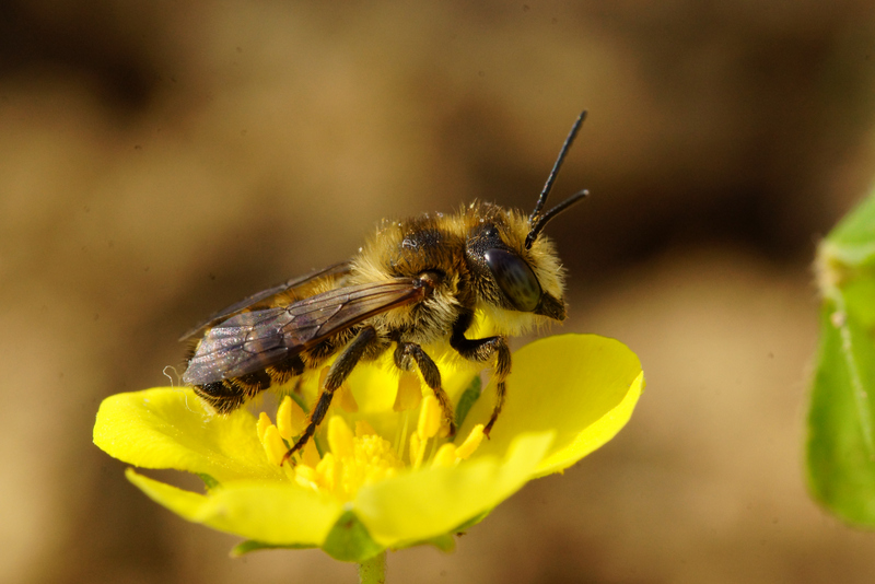 Hymenoptera Fornoff (2).jpg