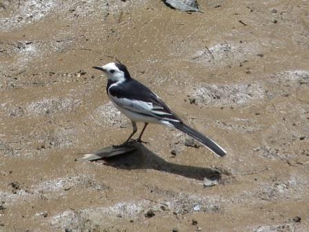 White Wagtail.jpg