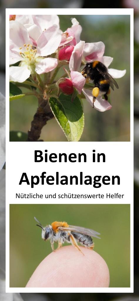 190306_Flyer Bienen in Apfelanlagena.jpg