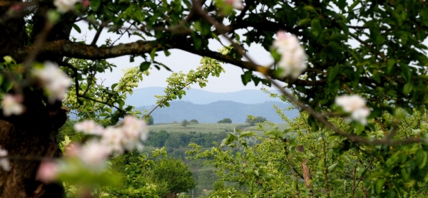 panorama_Apfel_Land