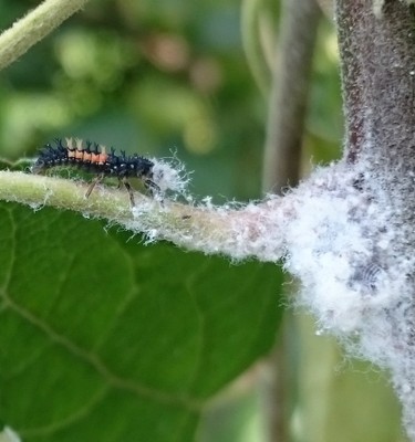 Coccinellid_larvae