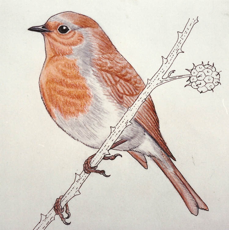 Erithacus rubecula