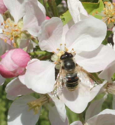 Pollinator_apple
