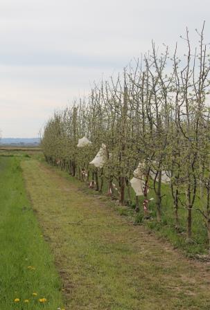 apple_enclosure_Barc