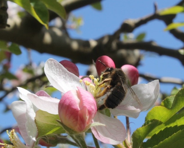 apple_poll_Barc