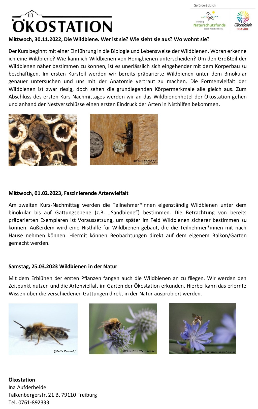 wildbienenkurs_oekostation_2022_detailankuendigung-002a.jpg